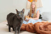 The Multi-Cat Survival Guide: Expert Tips for a Cleaner, Happier Home
