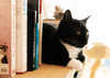 Studying With Cats: Helpful, Harmful, or Hilariously Unpredictable?