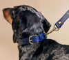 How to Choose a Hypoallergenic Collar for Sensitive Dogs