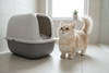 Senior Cats and Short Legs: Is Your Litter Box Too High?