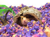 Why Small Pet Bedding Smells Faster in Summer—and How carefresh® Bedding Can Help