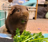 The Ultimate Guinea Pig Diet Guide