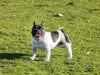 How Specialized Care Routines Support the Health of Unique Purebred Dogs