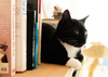 Studying With Cats: Helpful, Harmful, or Hilariously Unpredictable?