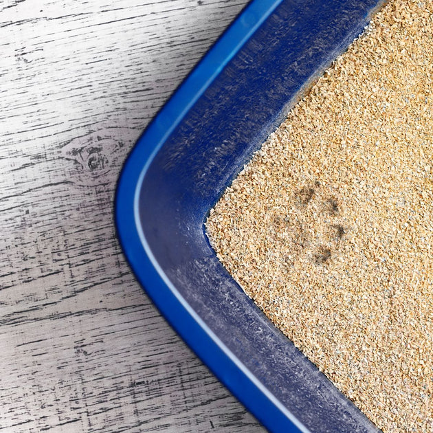 Natural Wood Cat Litter vs Clay & Silica What's the Difference and Wh