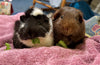 Interesting History Facts About Guinea Pigs and What You Should Know Before Adopting