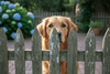 How Do I Keep My Dog Safe in the Backyard Without a Leash