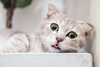 Why Cats Act Weird: The Science Behind Feline Quirks