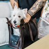 How to Choose a Comfortable Travel Carrier for Cats & Small Dogs (A Real-World Guide for Stress-Free Trips)