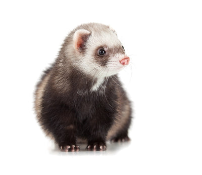 Ferrets