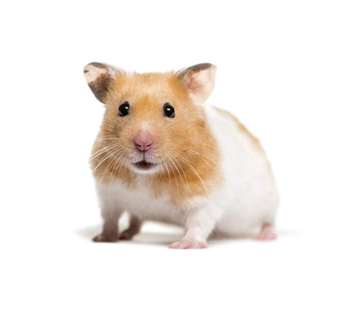 Natural Hamster | Healthy