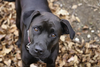 Analyzing Standard Dog Habits and Optimized Management Methods