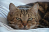 Top 5 Warning Signs It’s Time to Switch to a Chew-Resistant Pet Bed