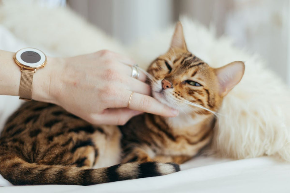 7 Top Reasons Why Cats Make Great Pets