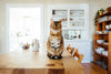 Eco-Friendly Cat Care: Try Out These Sustainable Products for Your Cat