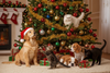 Celebrate the New Year With 10 Special Gifts for Your Lovely Pet