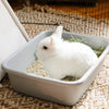 Litter vs. Bedding: What’s Best for Your Small Pet?