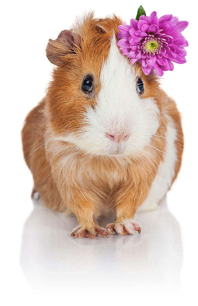 A Guinea Pig with a Flower!!!