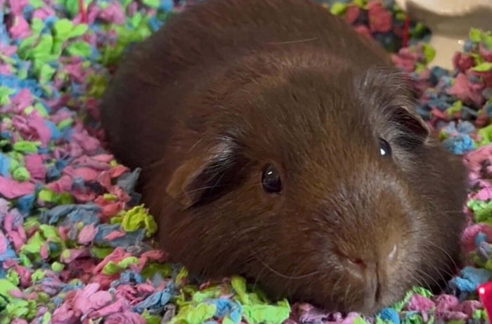 Uh oh! You’re a new guinea pig (hamster, gerbil, mouse, rat, and even rabbit) owner, or an owner looking to try a different bedding, and you are faced with a wall of options at the pet store or their respective online site! What do you do? Which is the mo