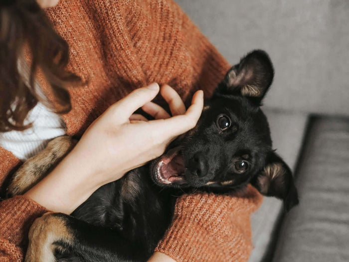 Photo courtesy Unsplash Vet visits are an important part of owning a pet. You should take them to the vet at least twice a year for routine checkups and vaccinations. Outside these routine visits, your pets may also require treatment for accidents and ill