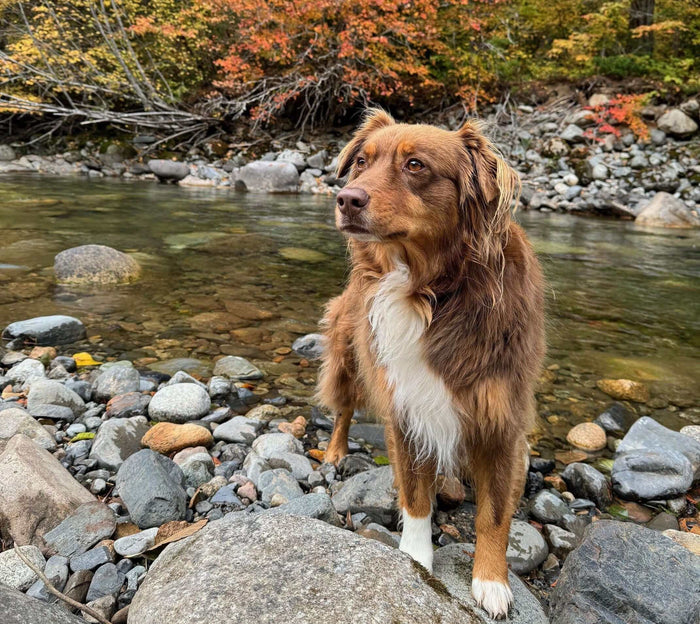 Is your pup feeling the jitters? Relax, this happens commonly and luckily enough, there are some simple ways to calm an anxious dog. The first thing is to know the tell-tale signs of anxiety in dogs. Once you have this figured out, you can have a plan on