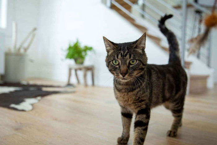 As winter approaches, the temperature changes can impact not just humans but our pets as well. Cats, in particular, need extra care during the colder months to ensure they stay healthy, maintain energy levels, and support their immune systems. Diet plays