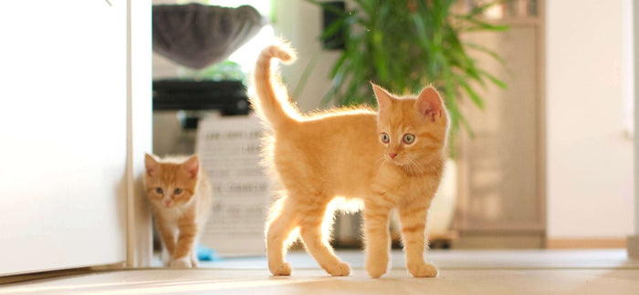 As a cat owner, you want to provide your feline friend with the best nutrition and care. One way to do this is by offering high-quality treats that taste great and support your cat's overall health and well-being. Enter freeze dried cat treats - a delicio