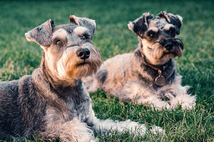 Photo by Sebastian Coman Travel on Pexels When selecting a dog daycare, one not only considers convenience, but also trust in the facility. When a daycare has integrated veterinary care into their business model, owners inspire more trust from dog owners.