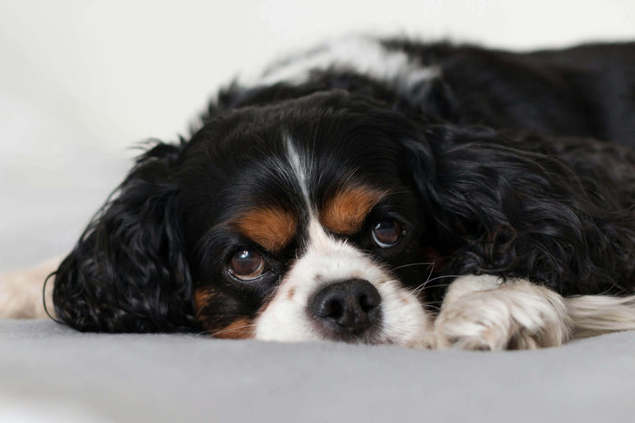 Photo by Radovan Zierik from Pexels Choosing a new family pet can be a huge decision. With so many breeds out there, each with their own unique quirks, it's tough to pick just one that's perfect for your home. However, if there's one breed that consistent