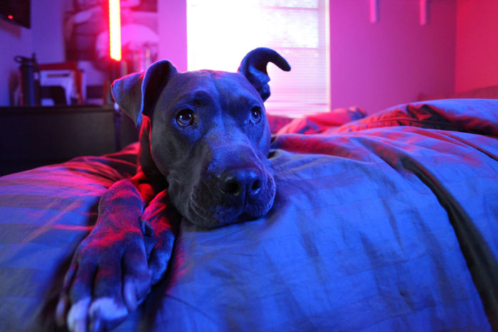 Photo by Collin Miller on Unsplash Red light therapy, also called photobiomodulation or low-level laser treatment, is a way to treat pain and improve blood flow by using red or near-infrared light. Red light therapy has been a popular treatment for people