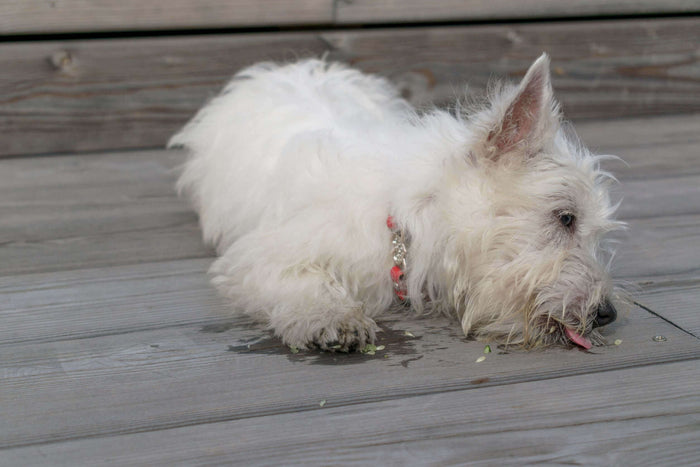 Heartworm disease is a dangerous condition caused by the parasitic worm Dirofilaria immitis, transmitted through mosquito bites. It affects dogs across all breeds and environments, creating serious health complications that can lead to permanent damage or