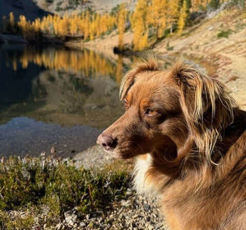Last week, a family walked into my training center with a heartbreaking story. Their beloved Golden Retriever had nipped a delivery driver, and they faced serious legal consequences. Stories like these push me to share what I've learned over my years as a