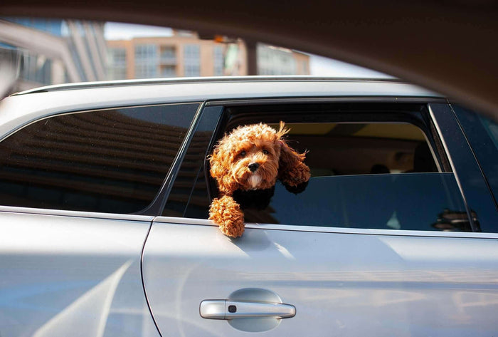 Image by Eddie K Imagine you’ve packed your bags and loaded the car, and your furry companion is already giving you that “where are we going?” look. Traveling with pets sounds like fun until you’re stuck on the freeway with a panting pup trying to escape