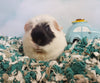 The Joy of Guinea Pig Ownership: Benefits, Convenience, and the Perfect Habitat with Carefresh Natural