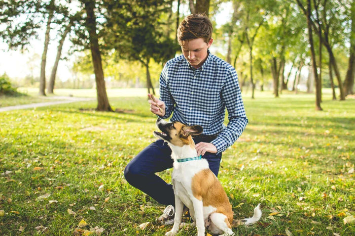 Photo by Zach Lucero on Unsplash From ensuring your dog is controlled around others to helping them feel safe and protected, there are many reasons why proper training is crucial. That’s why, in this article, we’ll dive into eight reasons why dog training