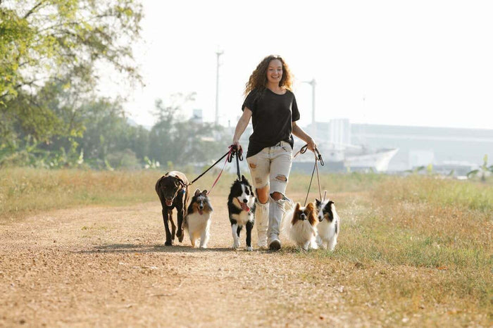 Source: https://www.pexels.com/photo/a-woman-walking-a-group-of-dogs-7210537/ Living with more than one pet can be equal parts joy and chaos. One minute they’re curled up together, and the next they’re fighting over a toy or food bowl. Multi-pet homes bri