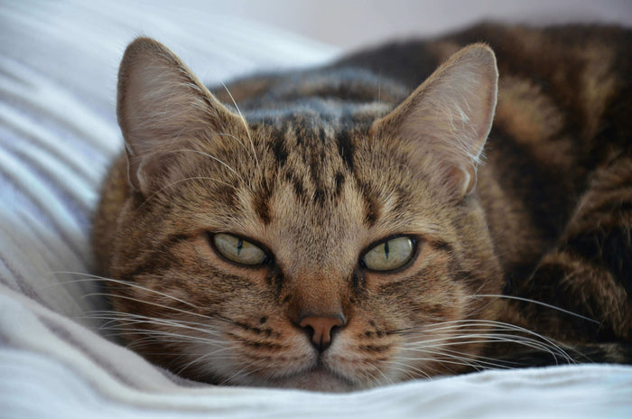 Cats and small pets interact with their surroundings in all sorts of ways, such as scratching, chewing, digging, or kneading their bedding. While light nibbling or clawing may seem harmless, repeated damage often points to a bigger issue. Torn fabric, shr