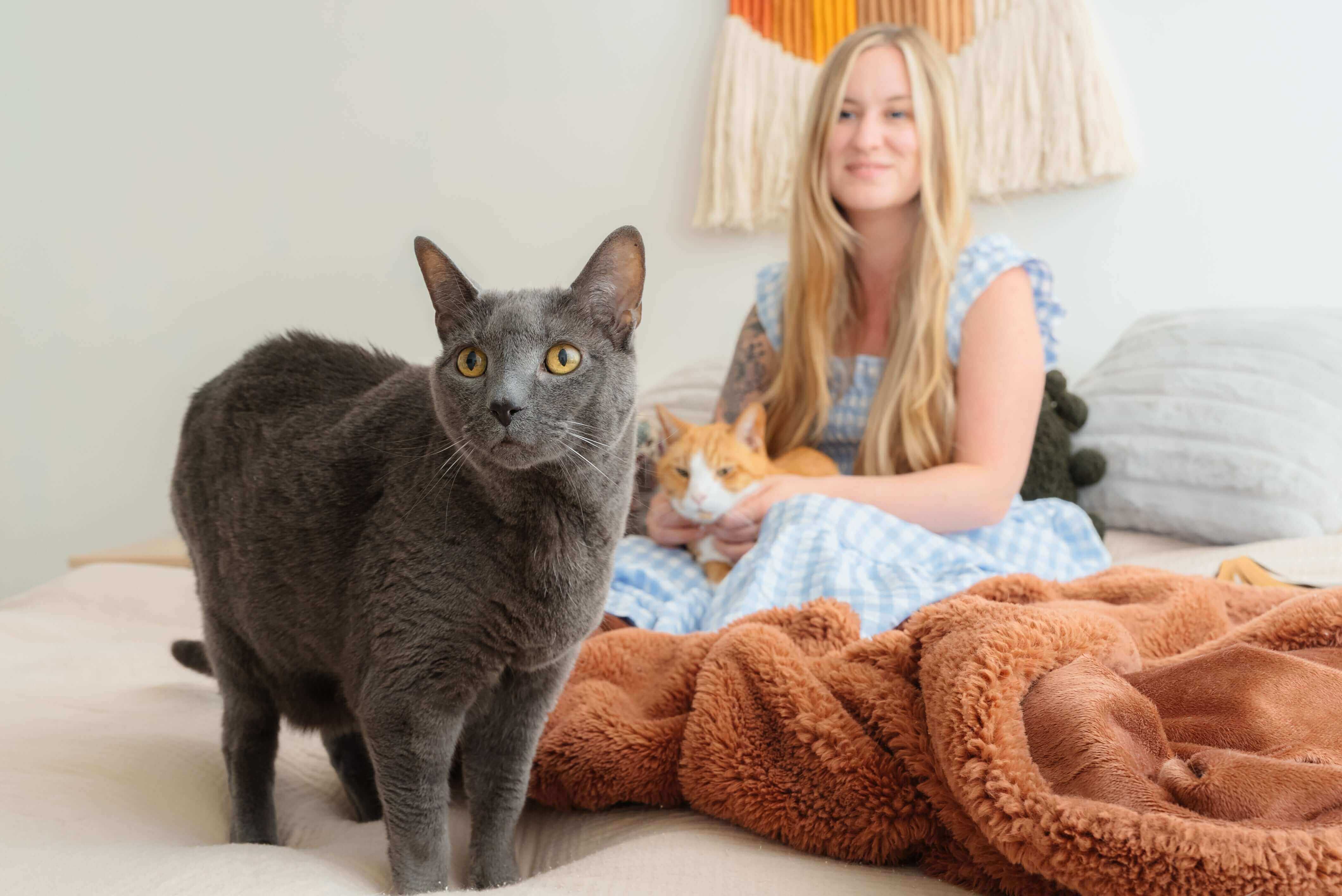 Multi Cat Program The Multi-Cat Survival Guide: Expert Tips for a Cleaner, Happier Home