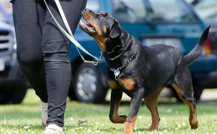 wDogs are part of the family, but even the gentlest companion can lash out under the wrong circumstances. This can be in the form of growling, snapping or biting. However, you need to understand that these reactions are due to fear, pain, stress, or confu