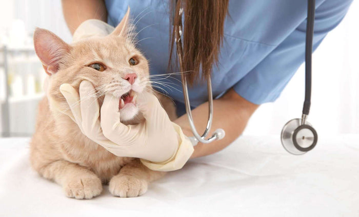 Whilst your pets happily go about their business enjoying life and the world around them, there are unfortunately health issues they can pick up. One of them is the problem of worms and parasites, with infestations in pets more than just an unpleasant nui