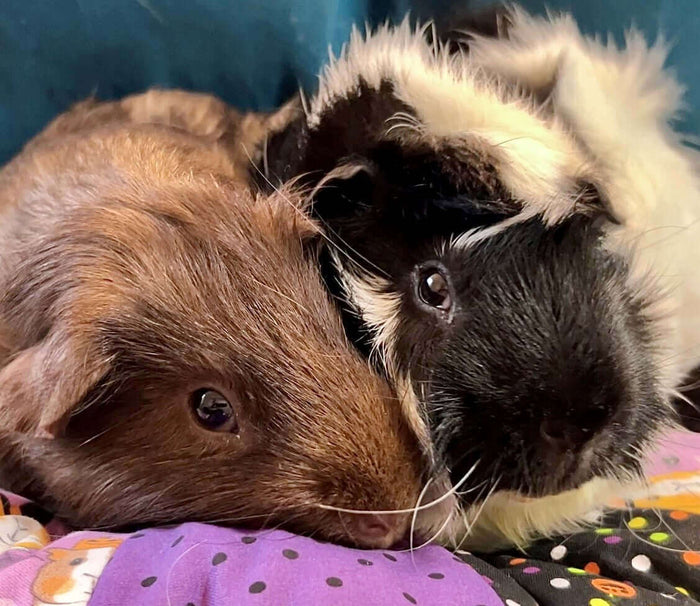 Have you ever thought, “What kind of guinea pig is that?” and no one else knew either? In this installment of guinea pig blogs, I’ll have a look at the different breeds. >>> READ MY FIRST BLOG POST ABOUT GUINEA PIGS So just how are the breeds det