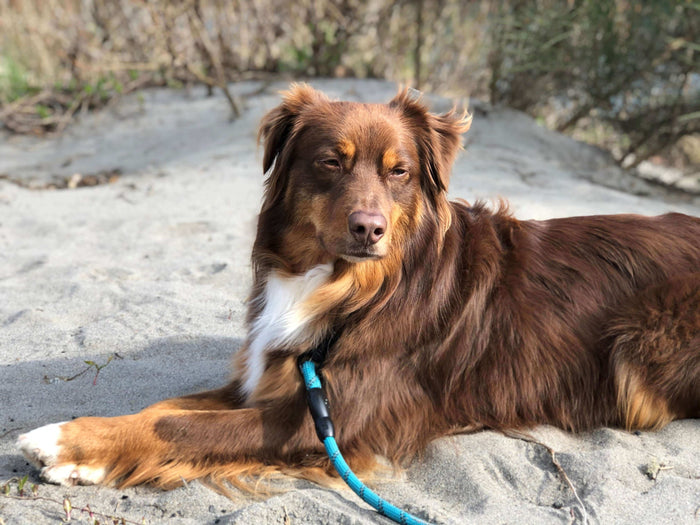 Life is busy, and if you’re lucky enough to have a beloved pet in your life, it’s likely to be even more so. It’s very easy to drop a ball with everything else going on. Use the guide below to ensure your pet’s needs are completely covered in 2024 and bey