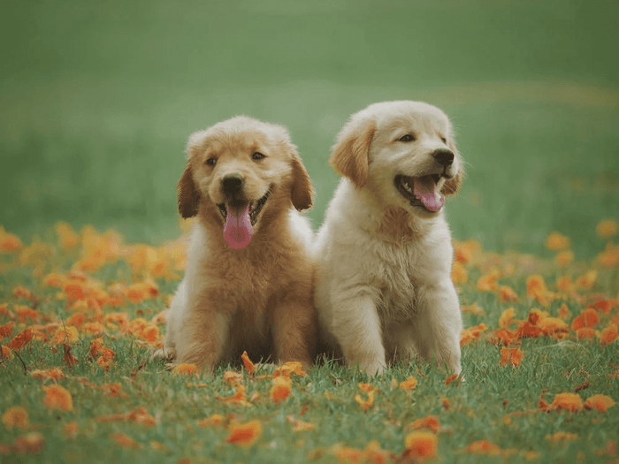 Living in a jungle where the law of the fittest prevails, albeit not literally, the dogs always take the cake. For several people, the relationship with their dog friend is much stronger than any human relationship. It makes multitudinous dog owners and p