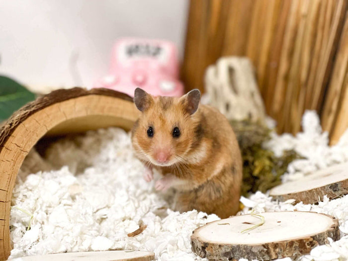 Many of us love our small animals and would do anything for them to make sure they are happy. It is important we care for them to the best of our ability. This includes putting the extra effort into learning about their needs and providing them with those