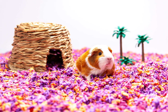 Guinea pigs, also known as cavies, have carved out a special place in the hearts of pet enthusiasts worldwide. These small, gentle creatures are not just pets; they are companions that bring joy, laughter, and a unique charm to our lives. In this blog pos
