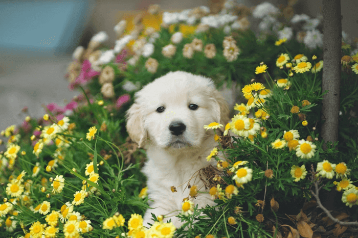 Photo courtesy of Unsplash Bringing home a puppy is undoubtedly exciting, but for them, everything is new. The sounds, smells, people, and places around them are all unfamiliar, so they have to learn to react to these things. Socialization teaches puppies