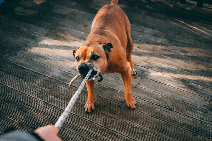 https://www.pexels.com/photo/brown-dog-biting-a-rope-2813361/ Dog bites can lead to serious physical and emotional consequences. Knowing how to react after such an incident is crucial for your health and for establishing a legal route if needed. Whether y