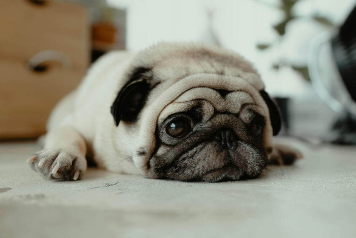 Photo by JC Gellidon on Unsplash You have a dog, and you take care of him when he's sick. You buy dog food on time and always keep a packet of extra dog treats just to surprise him. But have you ever thought that despite all this, your dog might be unhapp
