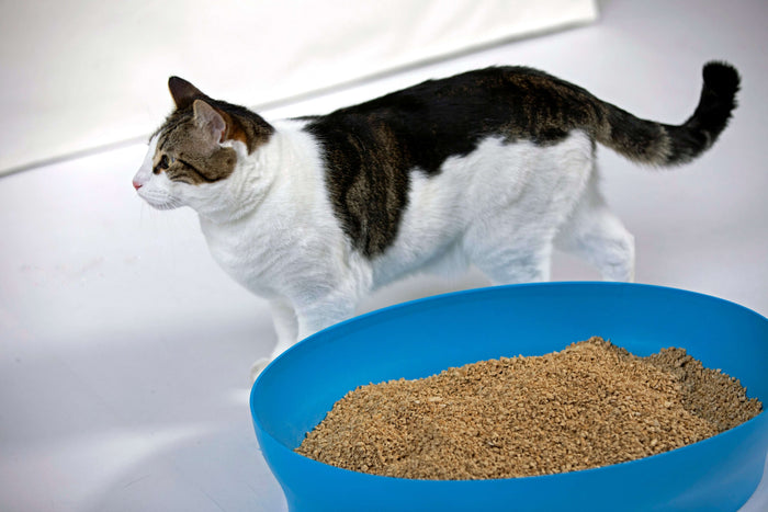 Because felines are finicky and possessive when it comes to litter boxes, a good rule is one box per cat in the household. A litter box can never be too large. This is particularly important for bigger breeds. The cat must be able to turn around comfortab