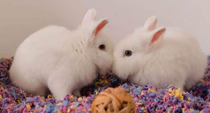 best bedding for rabbits